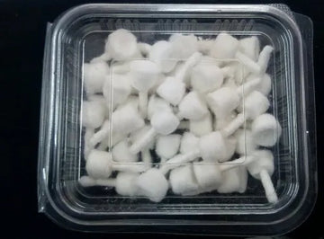 Cotton Wick Long