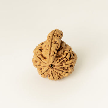 Ganesh Mukhi Rudraksha