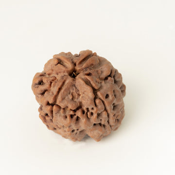 5 Mukhi Rudarskh