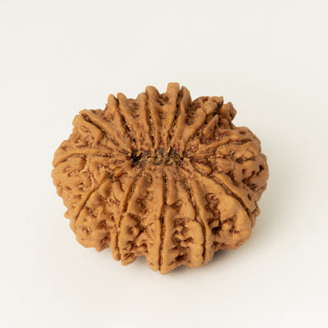 12 Mukhi Rudarskh