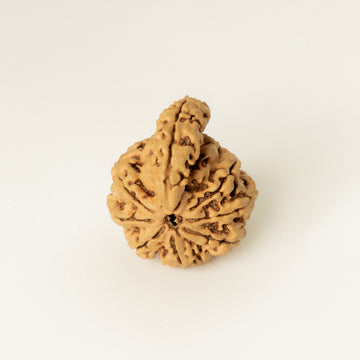 Ganesh Mukhi Rudraksha – Nepal Origin