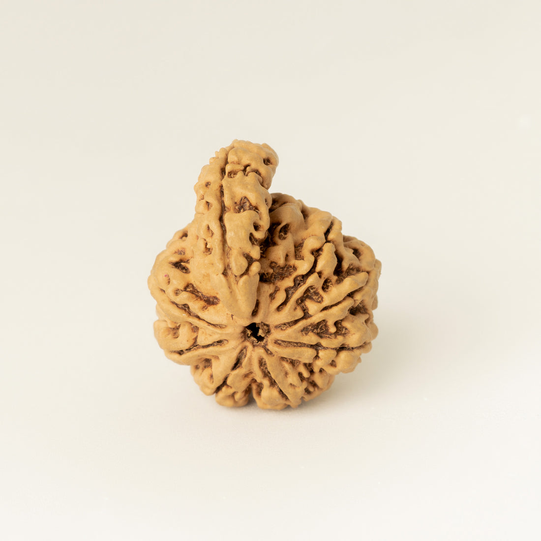 Ganesh Mukhi Rudraksha – Nepal Origin